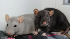 Ako volať domáce potkan, mená pre chlapcov a dievčatá